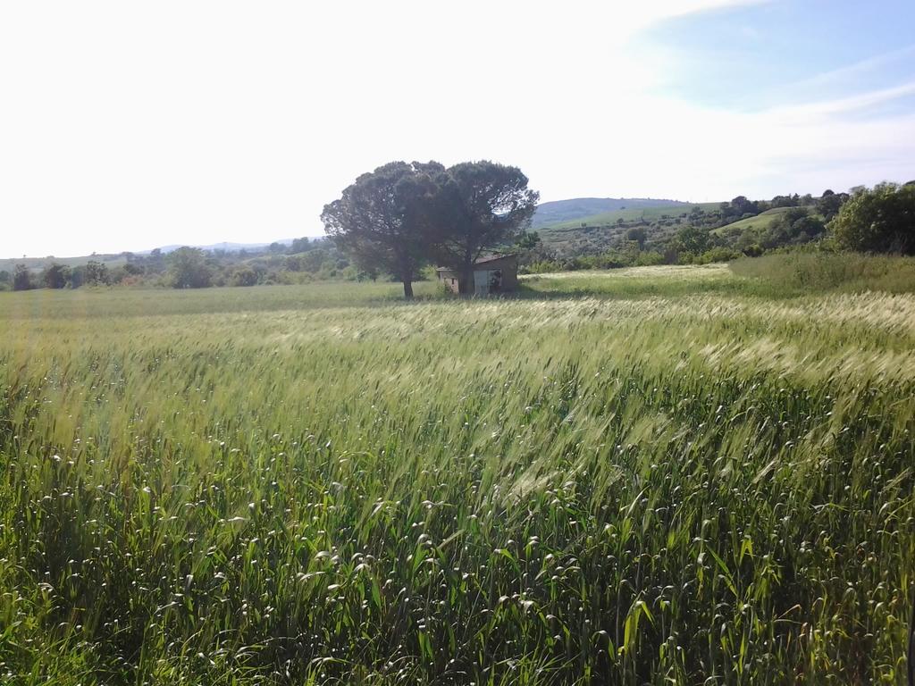 Bio Agriturismo Il Torrione Saturnia Extérieur photo